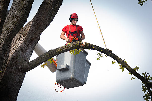 Best Tree Stump Removal  in USA